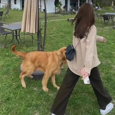 崔弟的高飞冒险